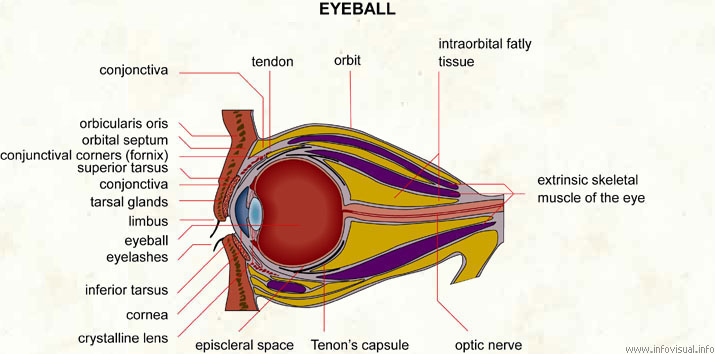 Eyeball  (Visual Dictionary)